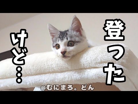 子猫が初めてキャットタワーの頂上に気付いたらこうなりました。