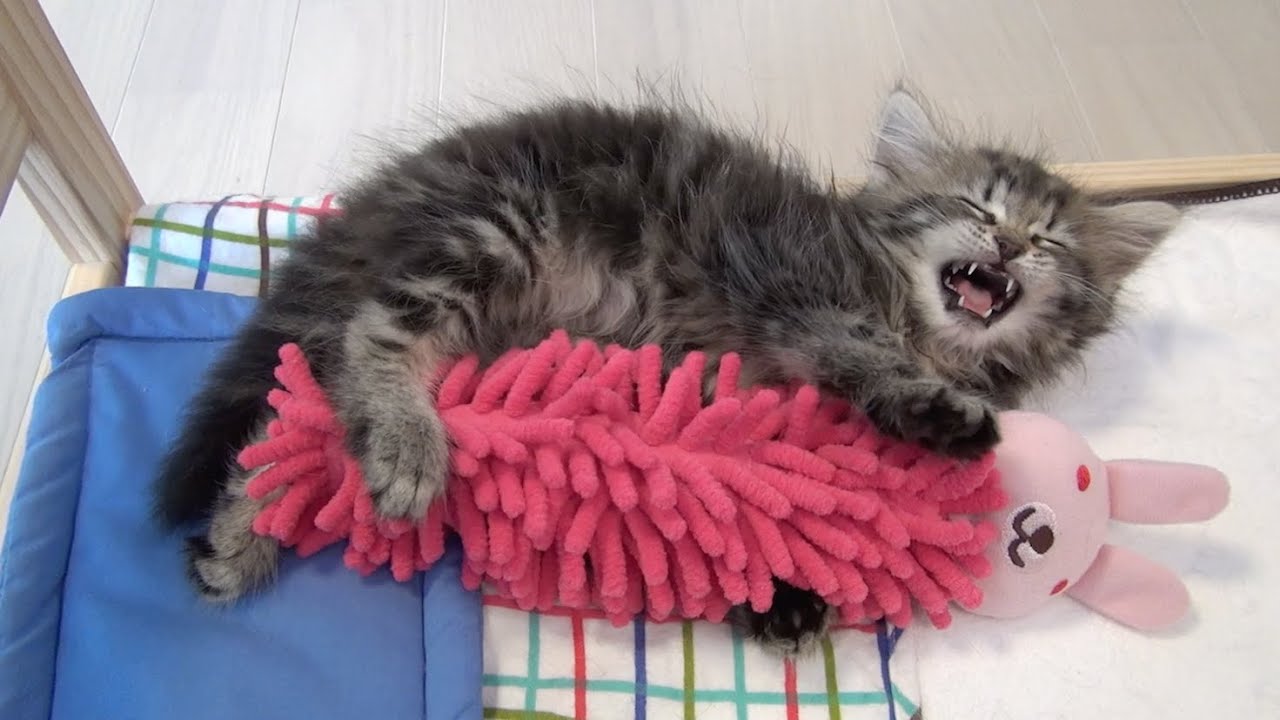 寝言を言いながら人形を抱きしめる子猫 Kitten hugs doll while sleep talking
