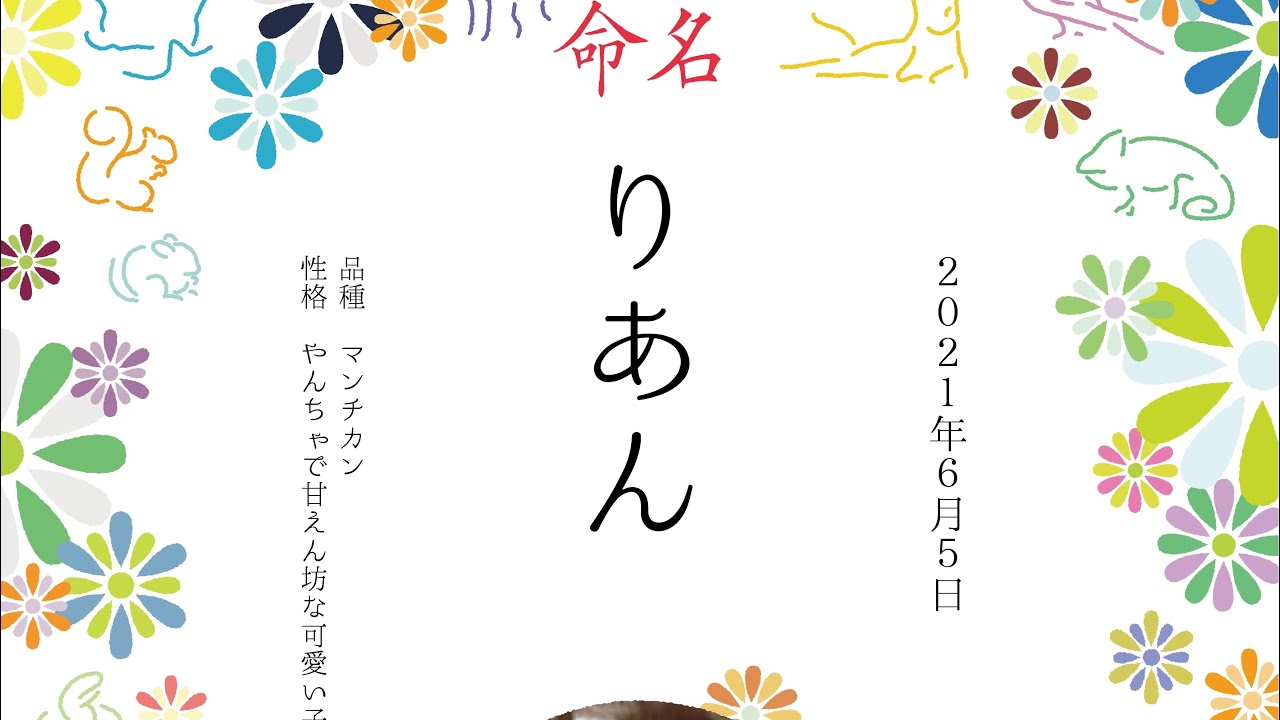 「アメリカンカール⭐︎マンチカン」のり太（猫）とりあん（子猫）が我が家でご対面🥰❤️二匹に癒される❤️