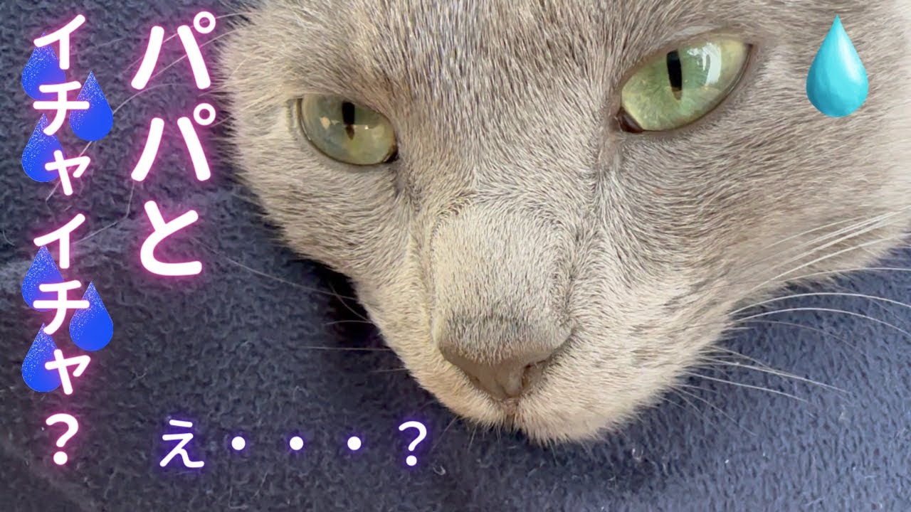 イチャイチャに秘められた合理的真実（ロシアンブルー）