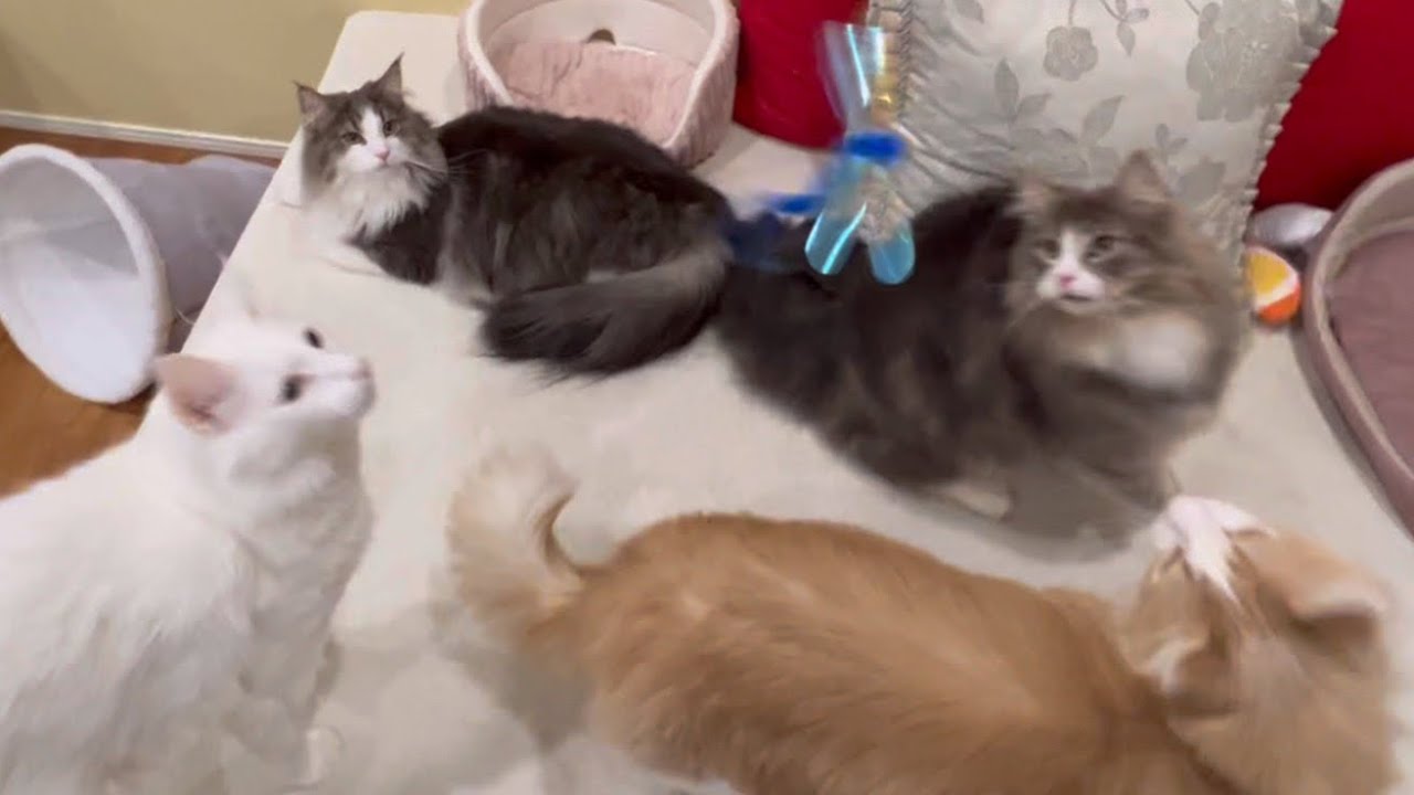 【大ジャンプ】みんなでトンボさんを捕まえよう〜wwターキッシュアンゴラとノルウェージャンフォレストキャット❤︎