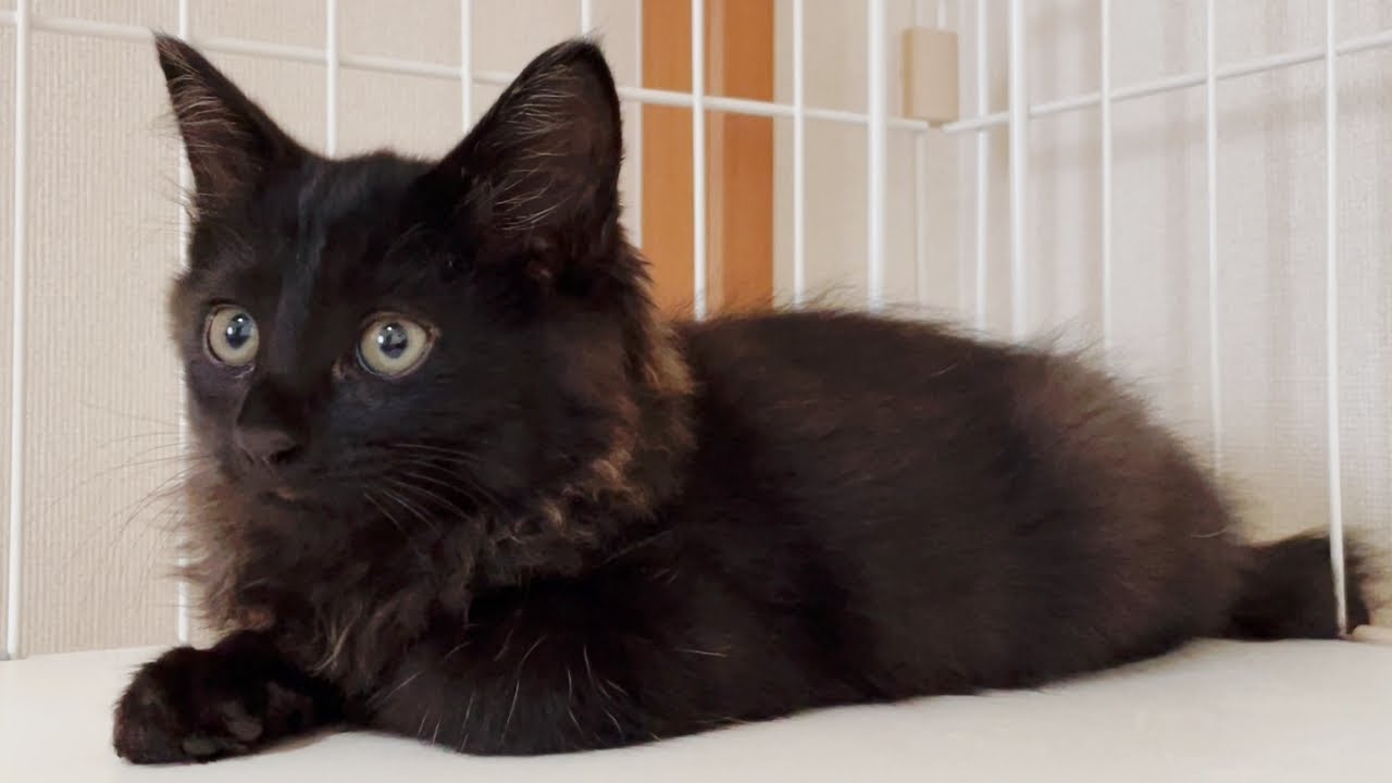 【保護子猫】一人ぼっちで取り残されていた子猫を姉が保護しました！[黒猫の子猫]