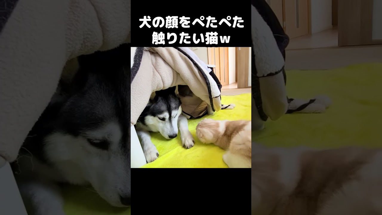 犬の顔をぺたぺた触りたい猫がかわいい...#猫 #cat