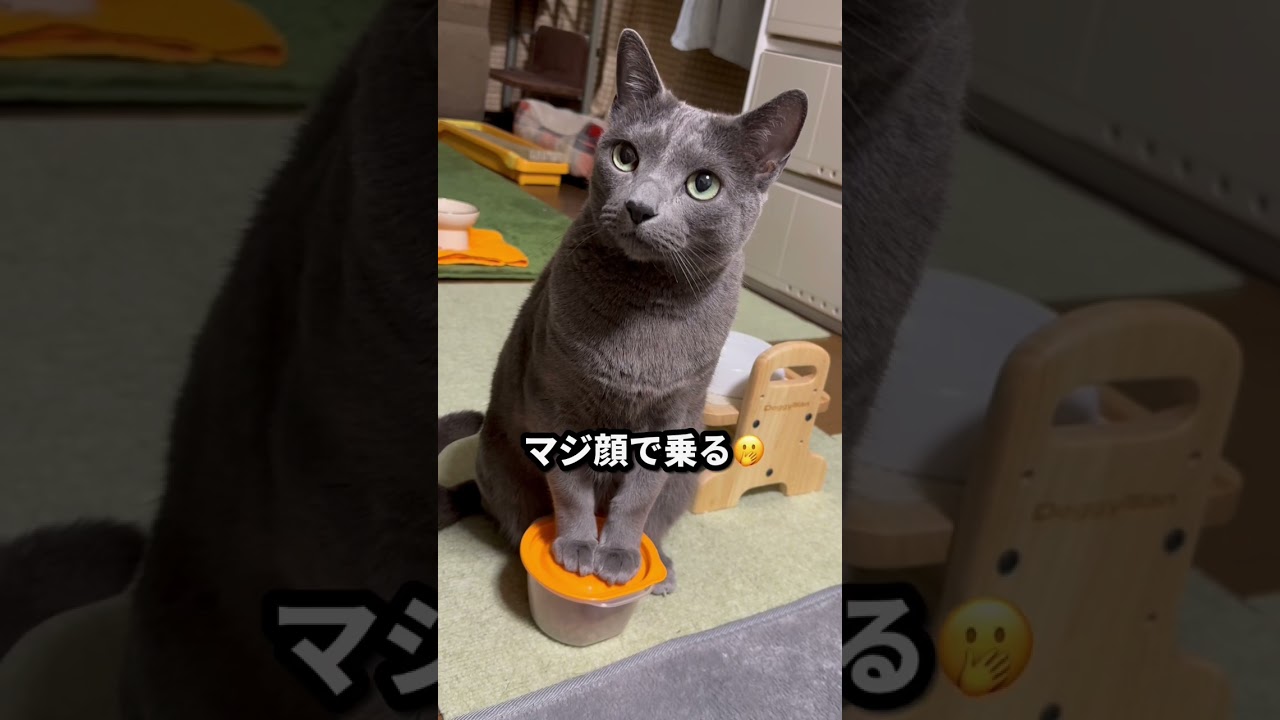 【ロシアンブルー】今朝のめろんのおねだりの様子です😊【猫】#shorts