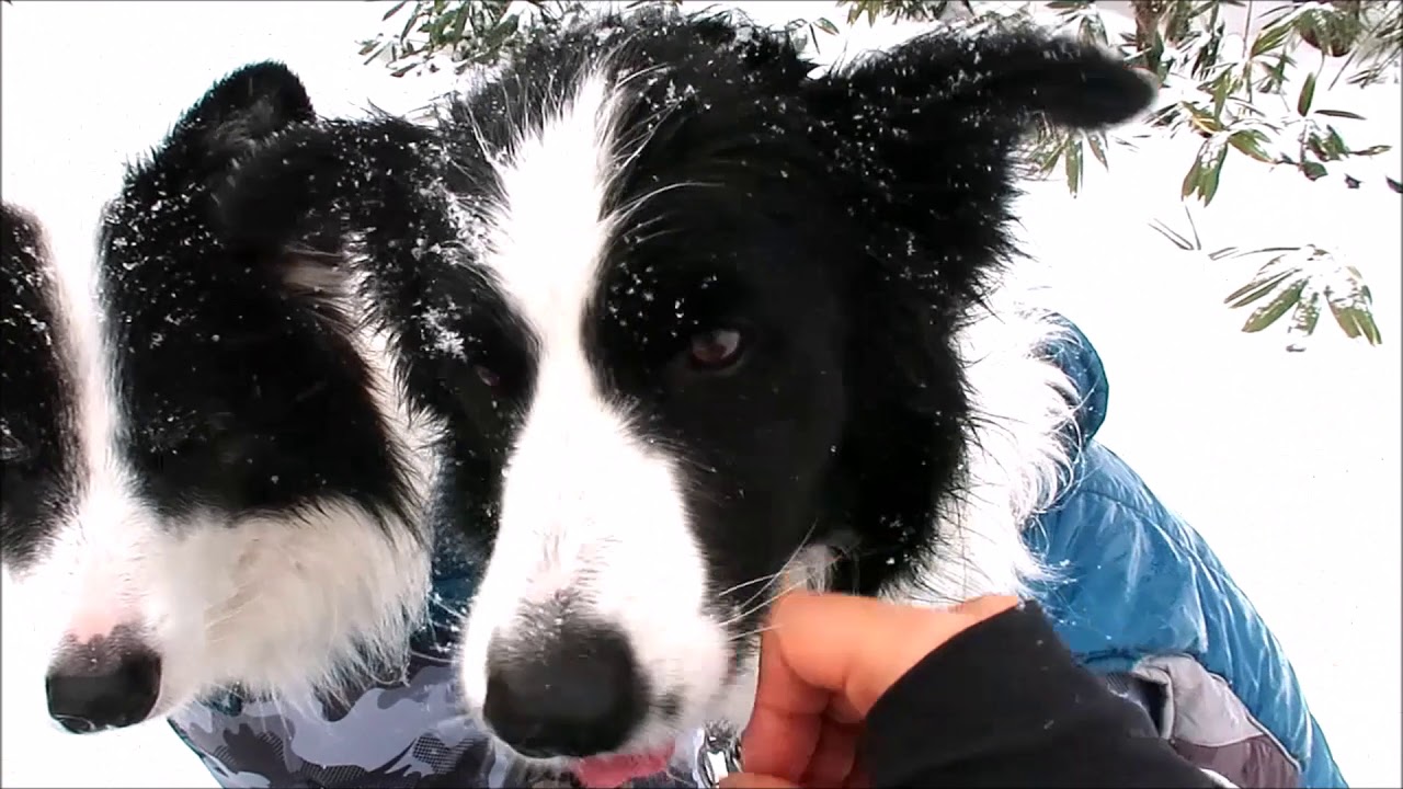 スノーシューin那須　2019-１