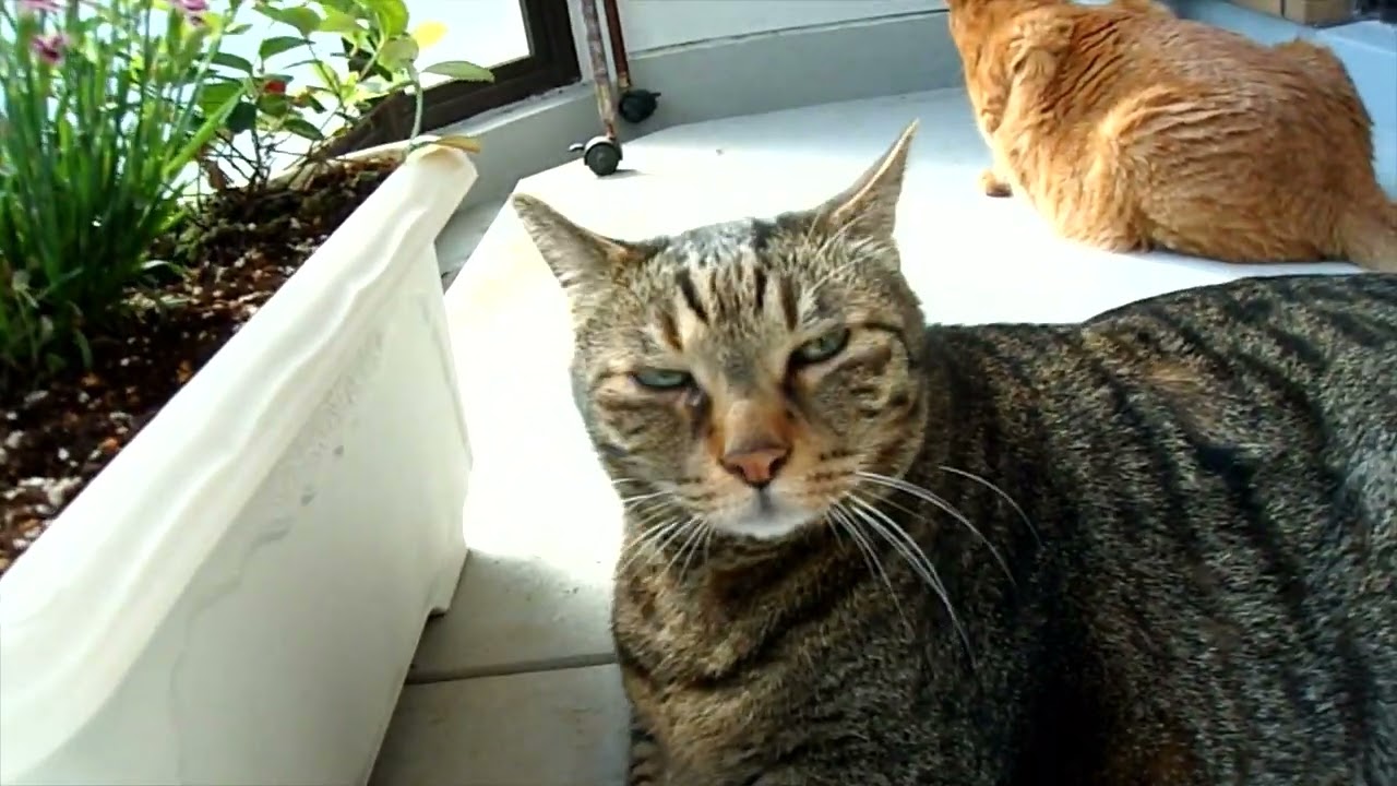ドアップに耐えられる男！？【日本猫のにゃらん】