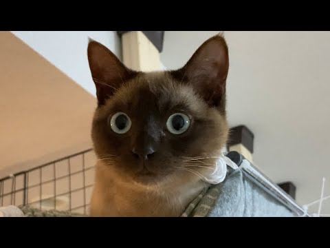 トンキニーズ 【2023/03/15】