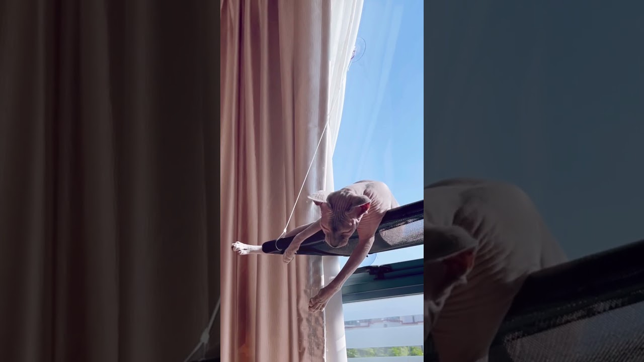 毛のない猫から漏れる鳴き声が可愛い【スフィンクス猫】