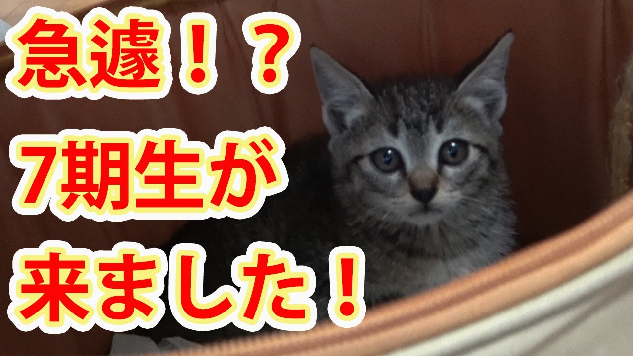 【保護猫】＃245　今日から子猫が３匹に。わが家はバタバタです💦
