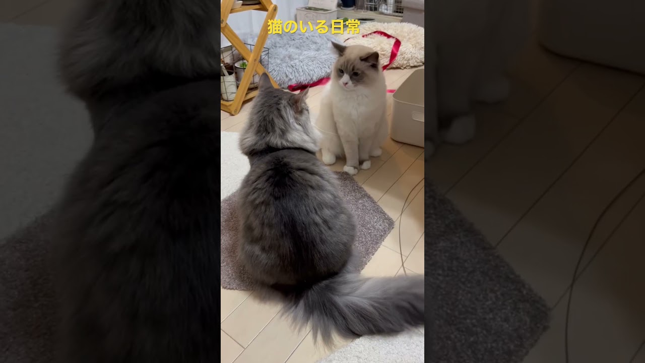 猫のいる日常 #shorts #猫動画 #ノルウェージャンフォレストキャット #サイベリアン #cat #まな猫