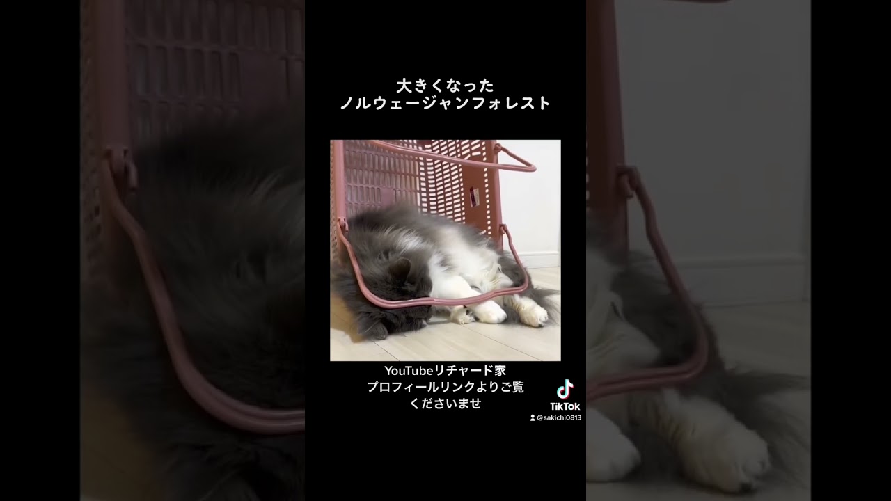 ノルウェージャンフォレストキャットの食欲が止まらない！とってもスゴイんです💦