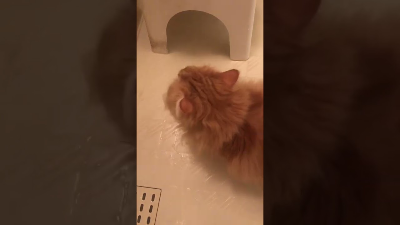 お風呂好きねこ【ラガマフィン 】