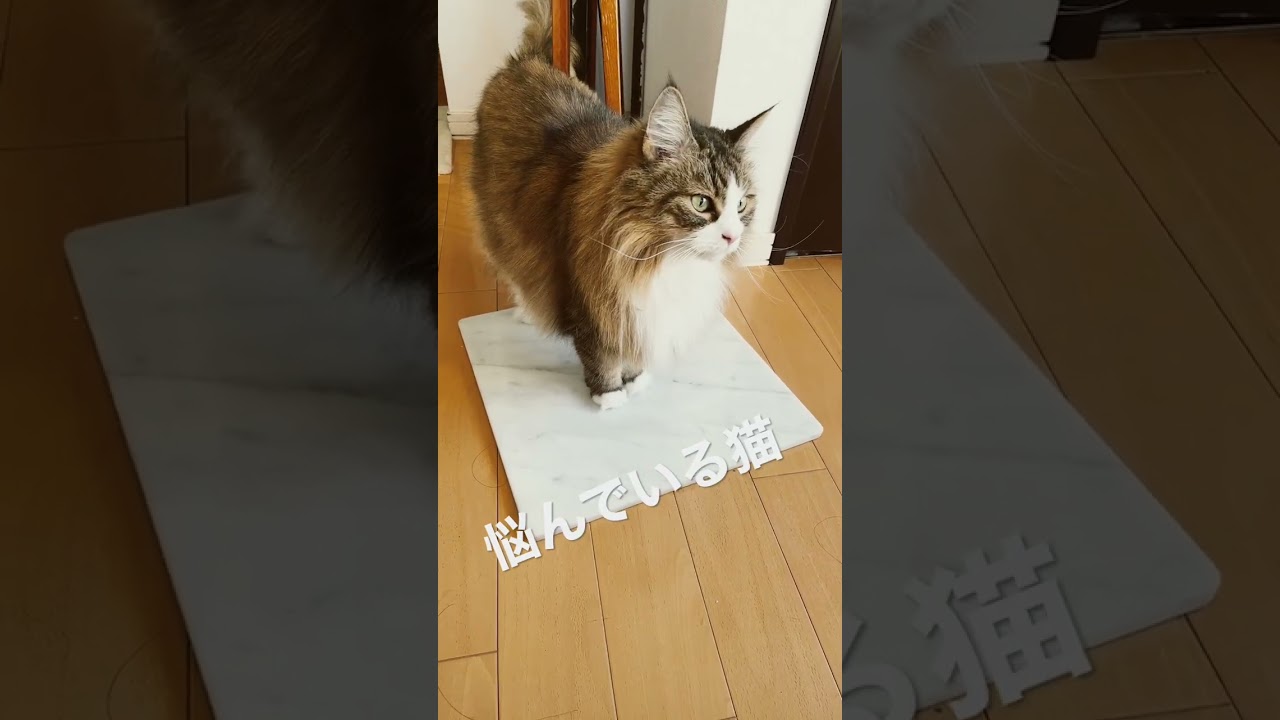 猫の悩んでいる顔　#ノルウェージャンフォレストキャット #cats #cat #大型猫 #猫との暮らし #norwegianforestcat ＃ノル猫5にゃんねる