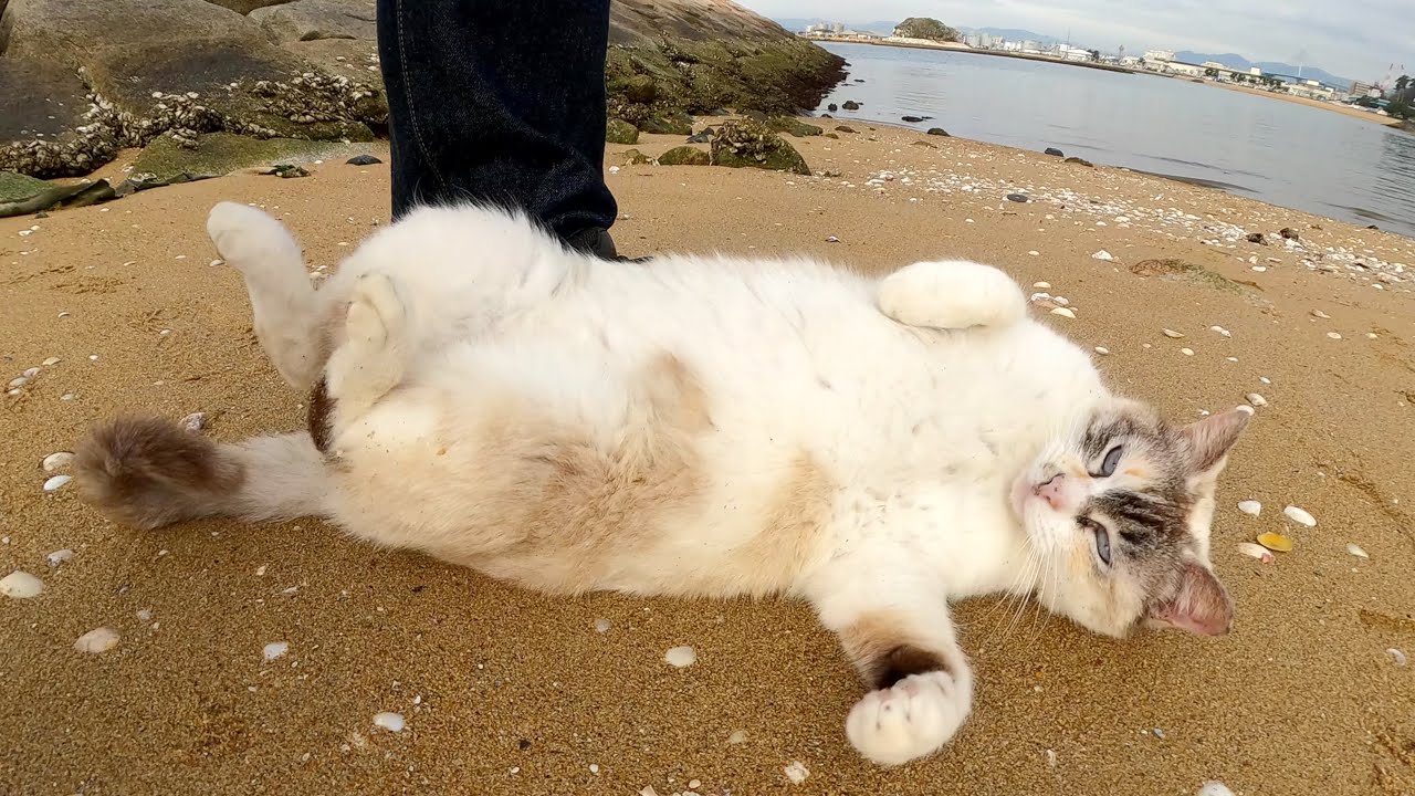 岩の隙間から出てきたシャムミックス猫が砂浜でゴロンゴロンと寝転がる
