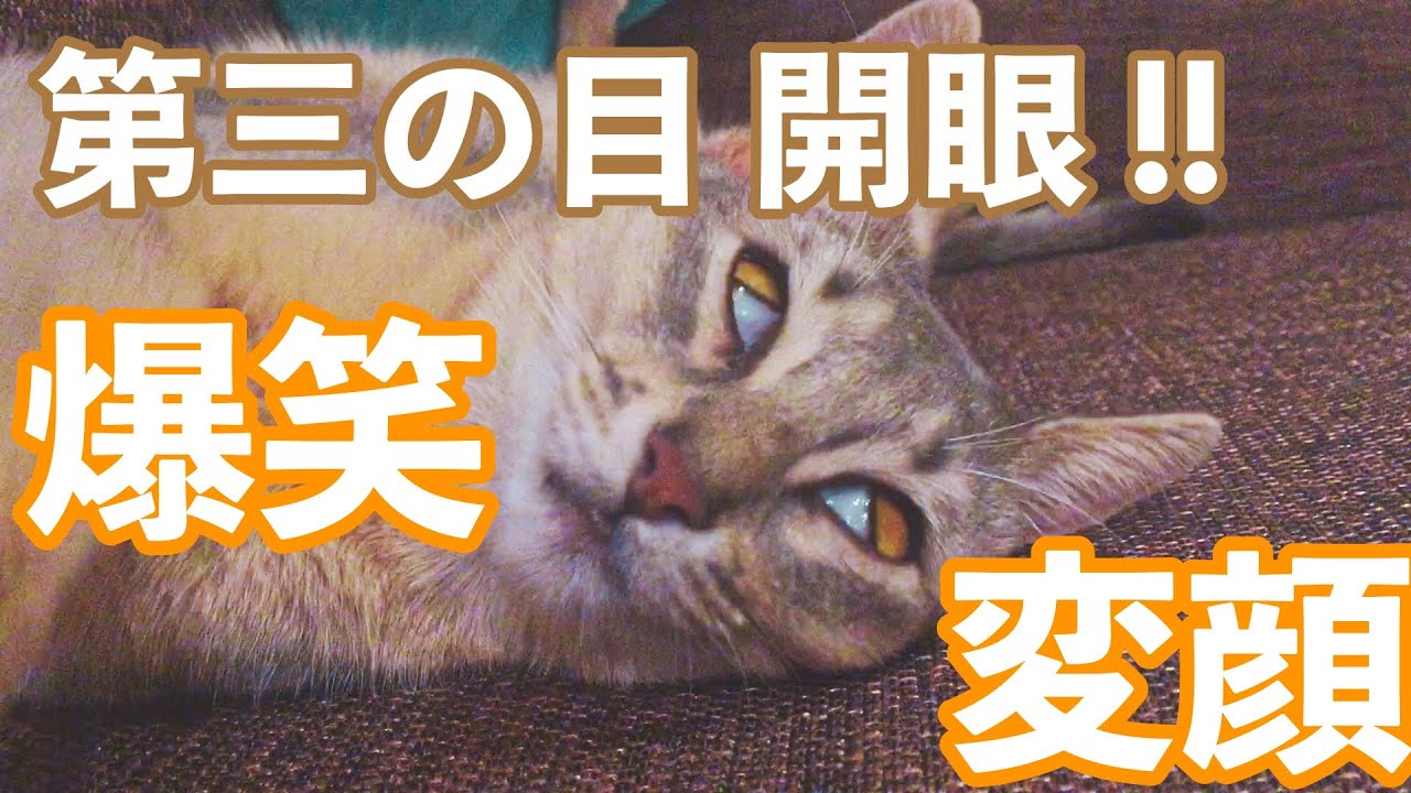 #11 猫の驚愕変顔撮れた！！　[アビシニアンのYuno]