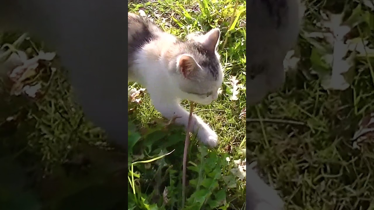 公園ではしゃぐ子猫のネコ吉【パパとの初散歩】#Shorts