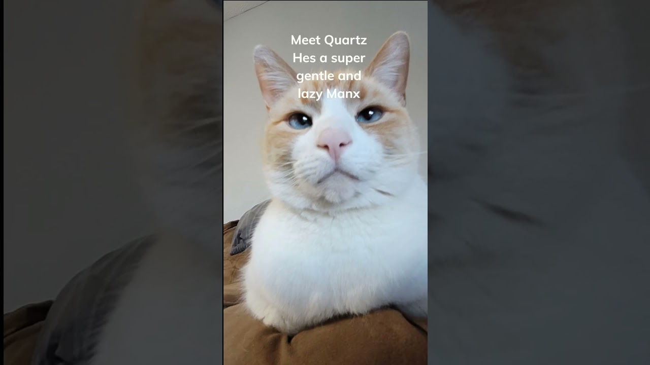 Meet Quartz My Manx Kity #shorts#manx#cat