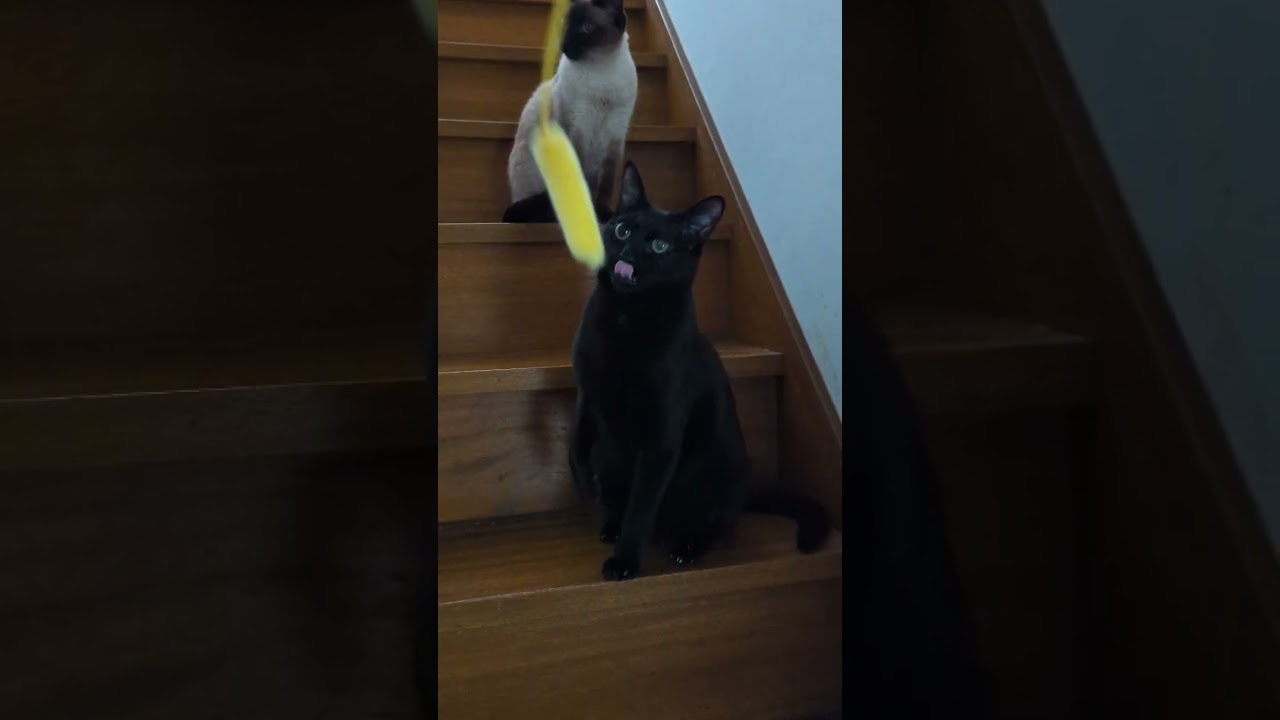 黒猫パンチ🐈 - Cats punch - #shorts
