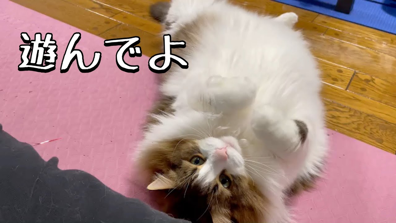 猫の遊ばせ方【ノルウェージャンフォレストキャット】