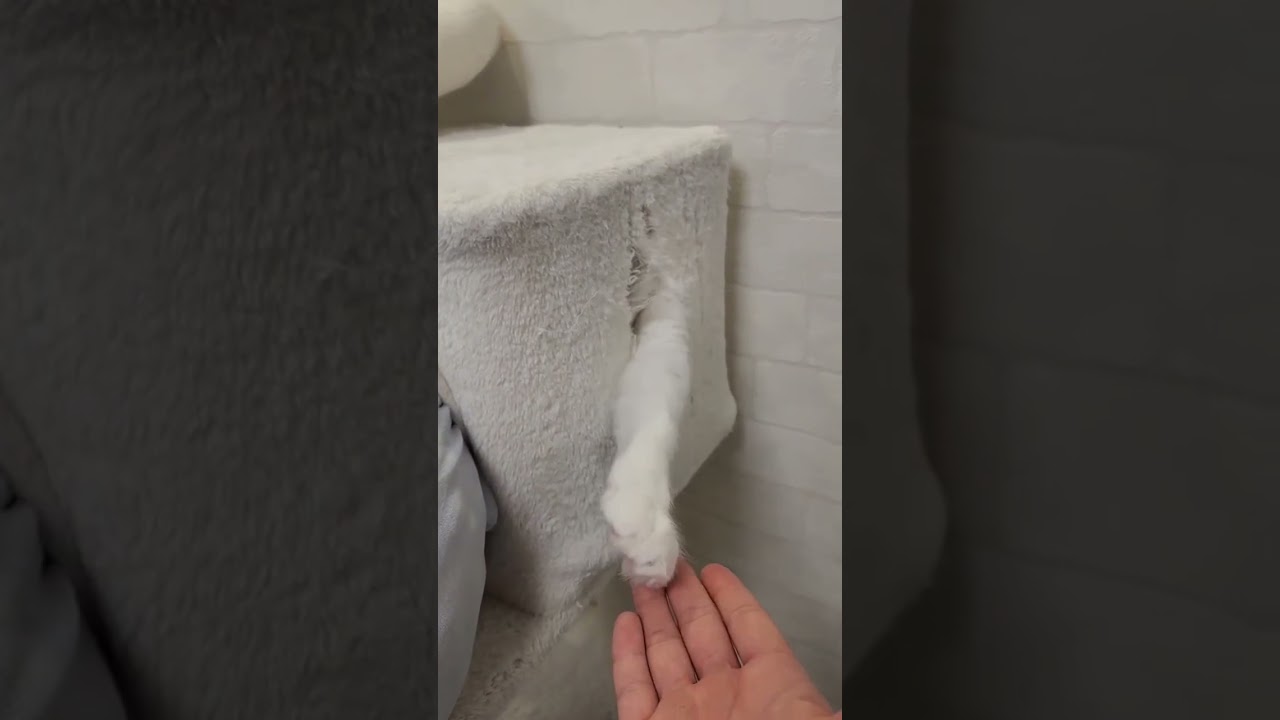 どうしてまたそこから… #shorts #アメリカンカール #猫動画