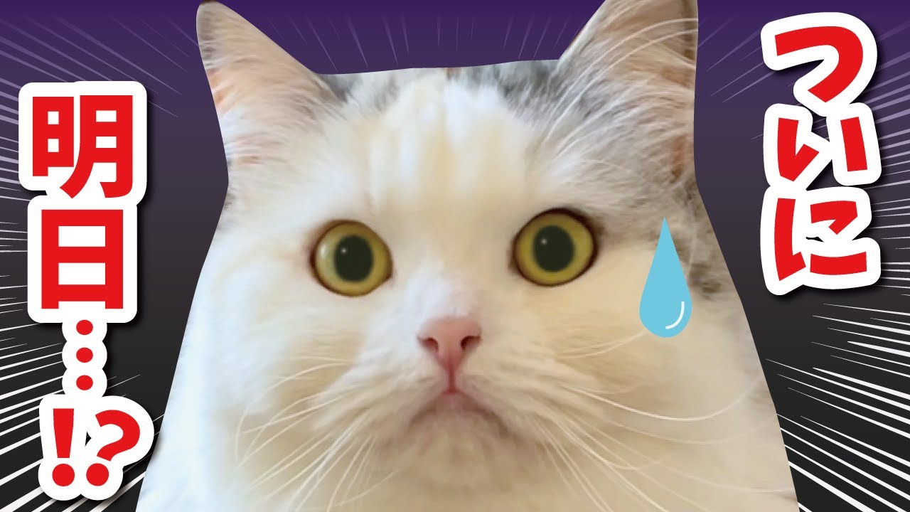 二度と戻れない…最後の夜を過ごす猫たち…【関西弁でしゃべる猫】