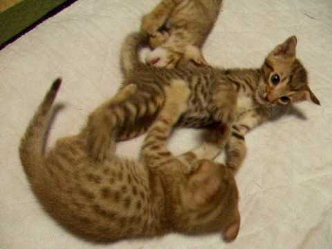 active! 3 ocicat kittens　オシキャットの子猫・３兄弟