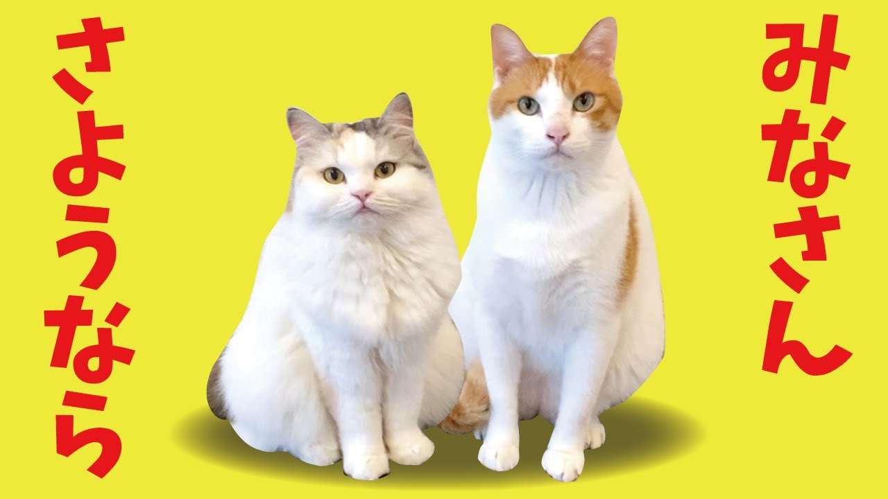 本日で一旦みなさまとお別れです【関西弁でしゃべる猫】