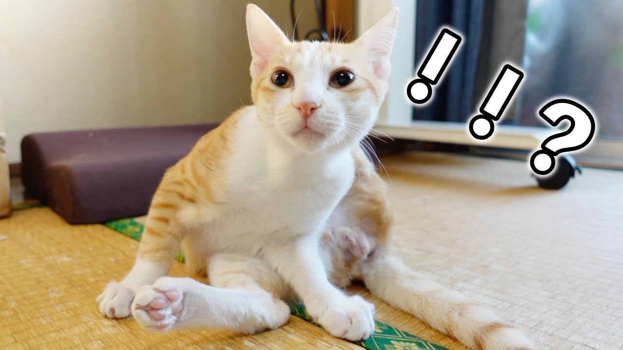 去勢後にタマタマが無いと気づいた子猫の反応…笑