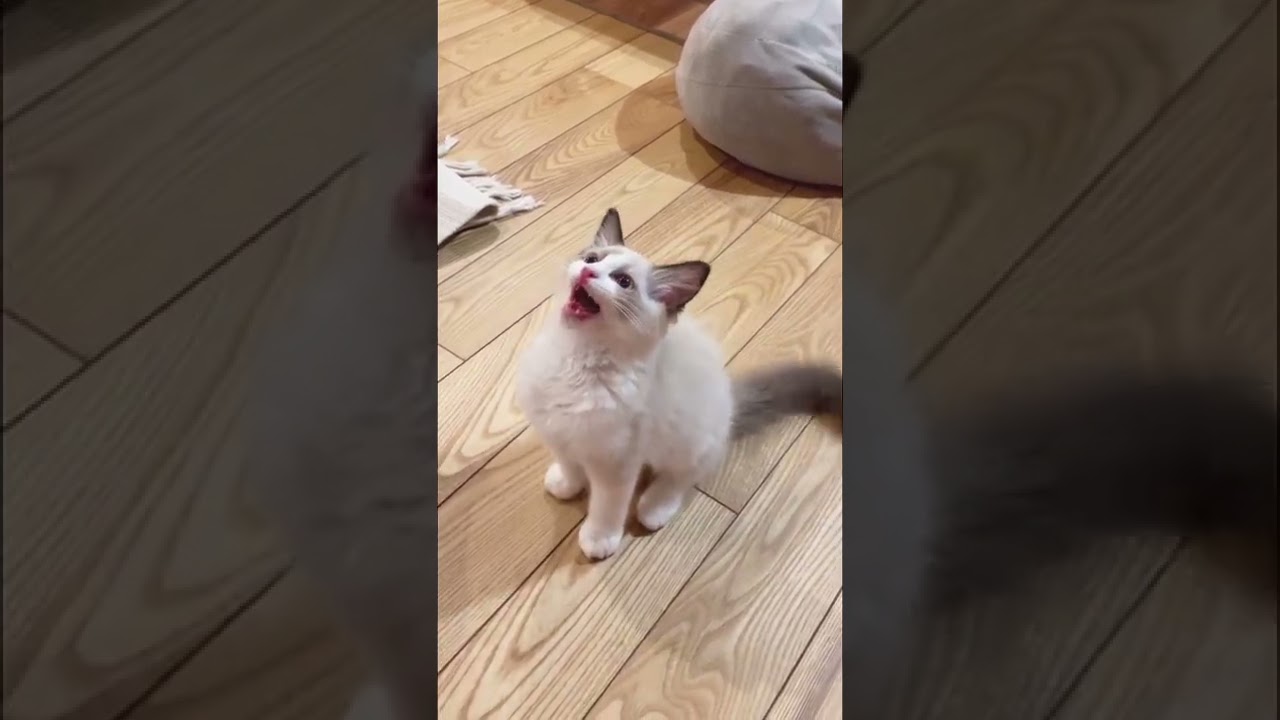 遊んで欲しいラグドールの子猫の鳴き声♪#shorts