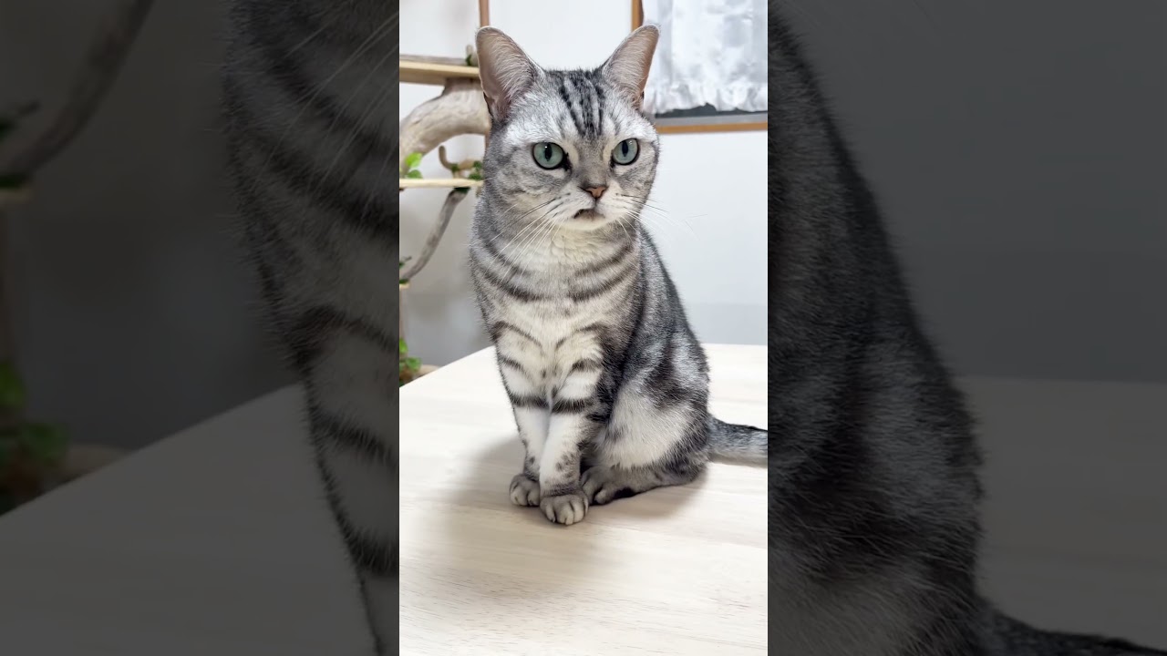 あいちゃんに会えてよかった... #shorts