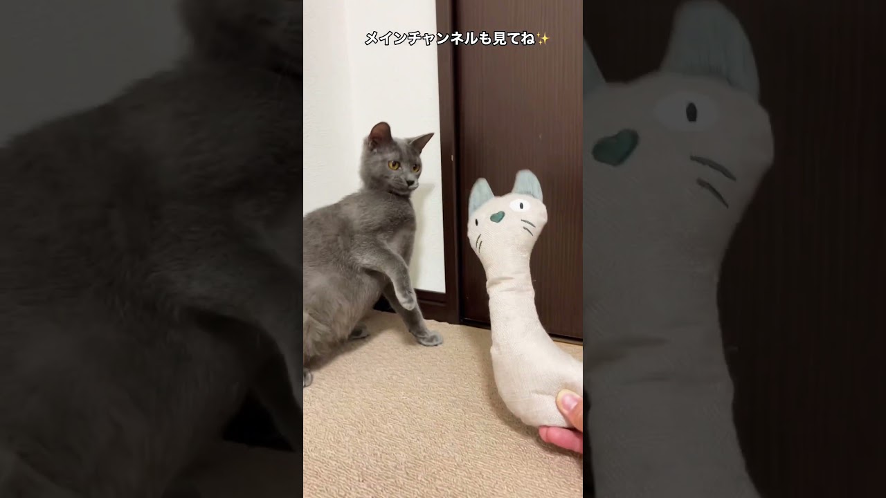 遊びトレ・元野良猫ロシアンブルーっぽい子猫アオくん。初対面は厳しか！ #Shorts