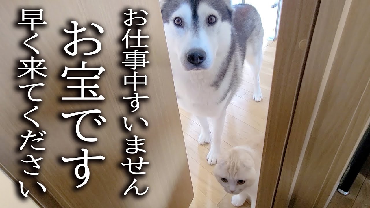 大変なものを見つけて報告に来た子猫と犬について行ってみた結果...