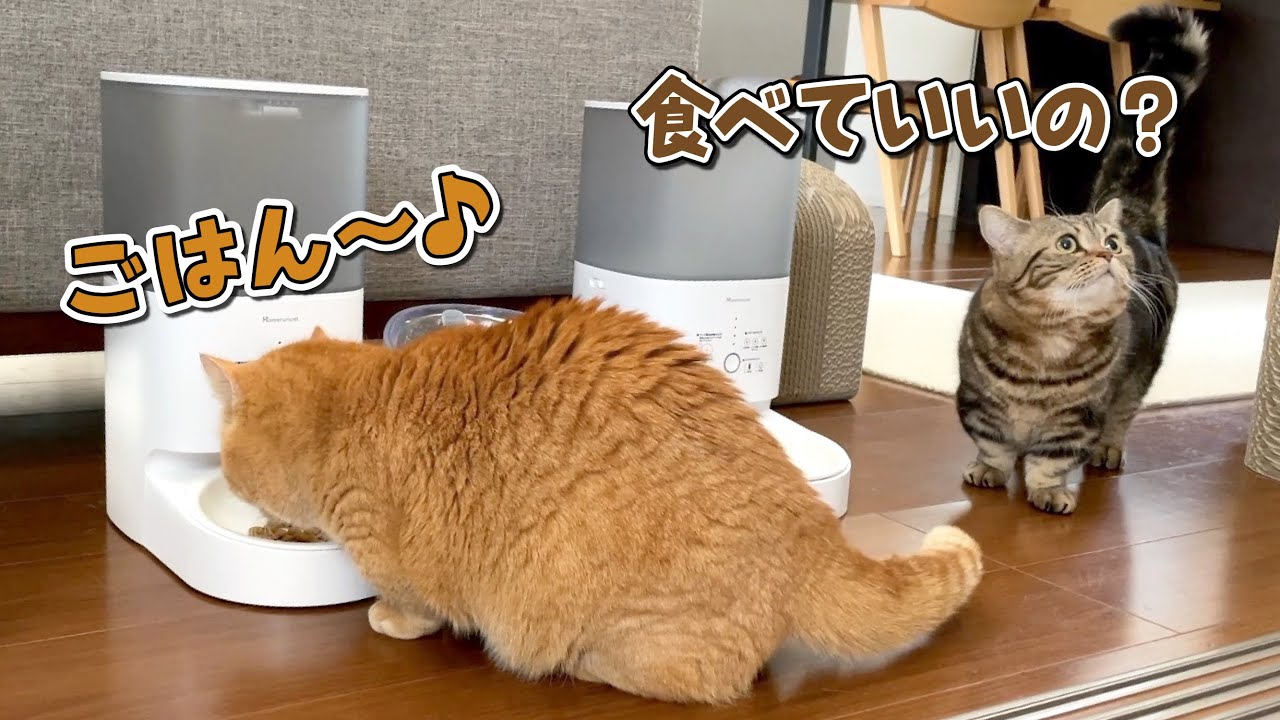 初めての自動給餌機にちょっと戸惑う弟猫と食いしん坊の兄猫【Homerunpet】
