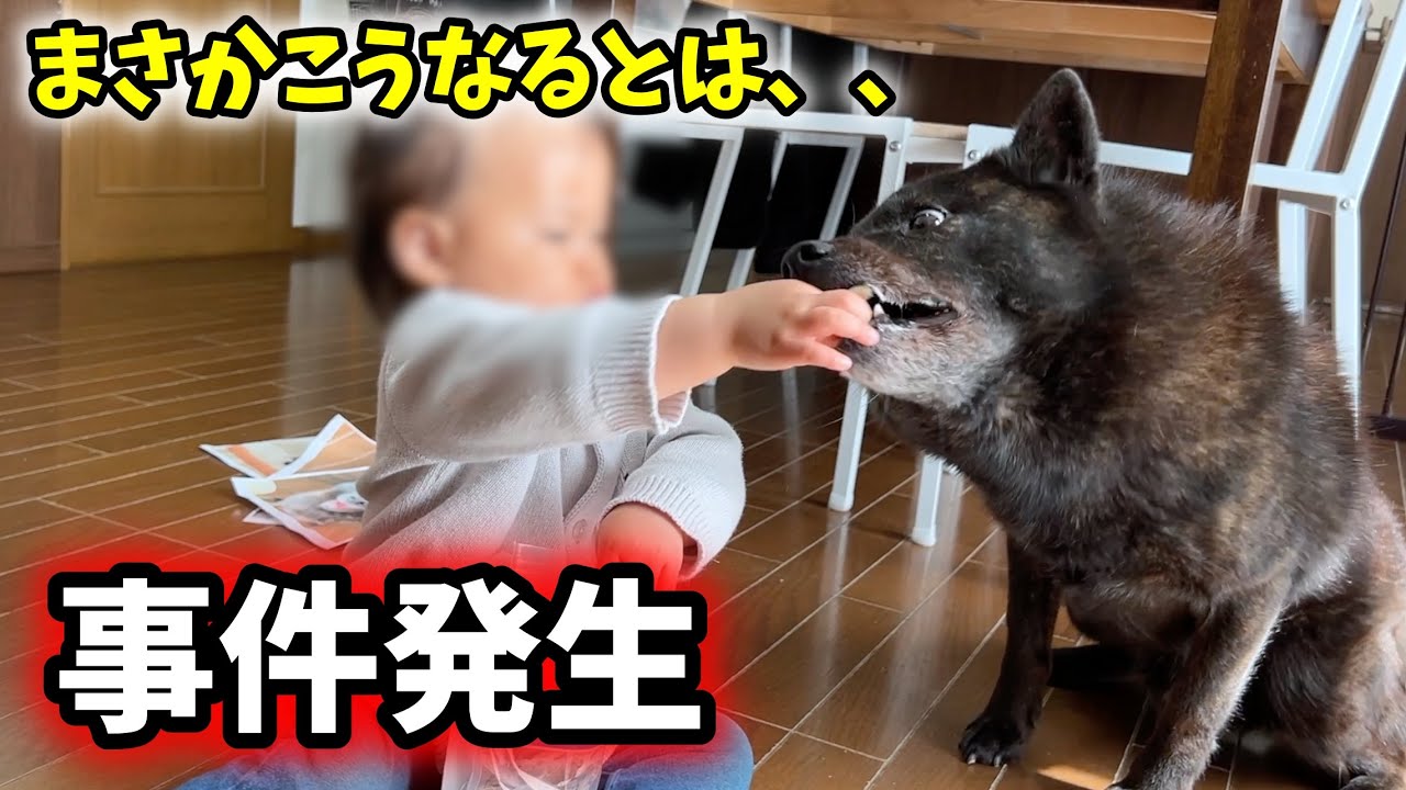 娘が愛犬を怖がるようになってしまったかもしれません、、【甲斐犬一休、やらかす】