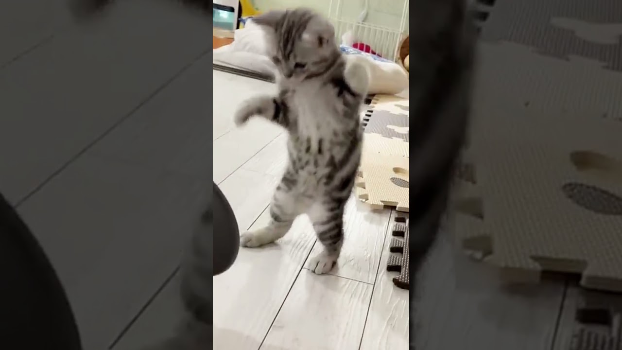 子猫が生まれて初めて鏡を見た結果... #shorts