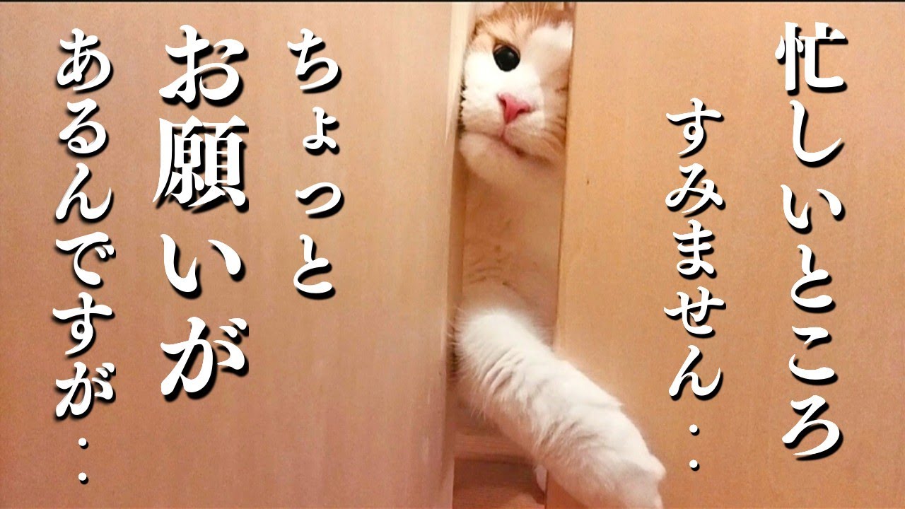 大型猫メインクーンがお願いに来たので聞いてみると...