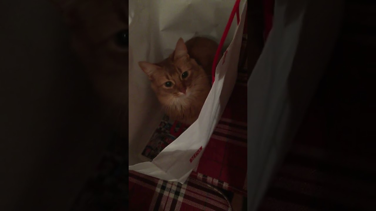 2015年4月15日@上海大沽路マンション ソマリのライム #shorts