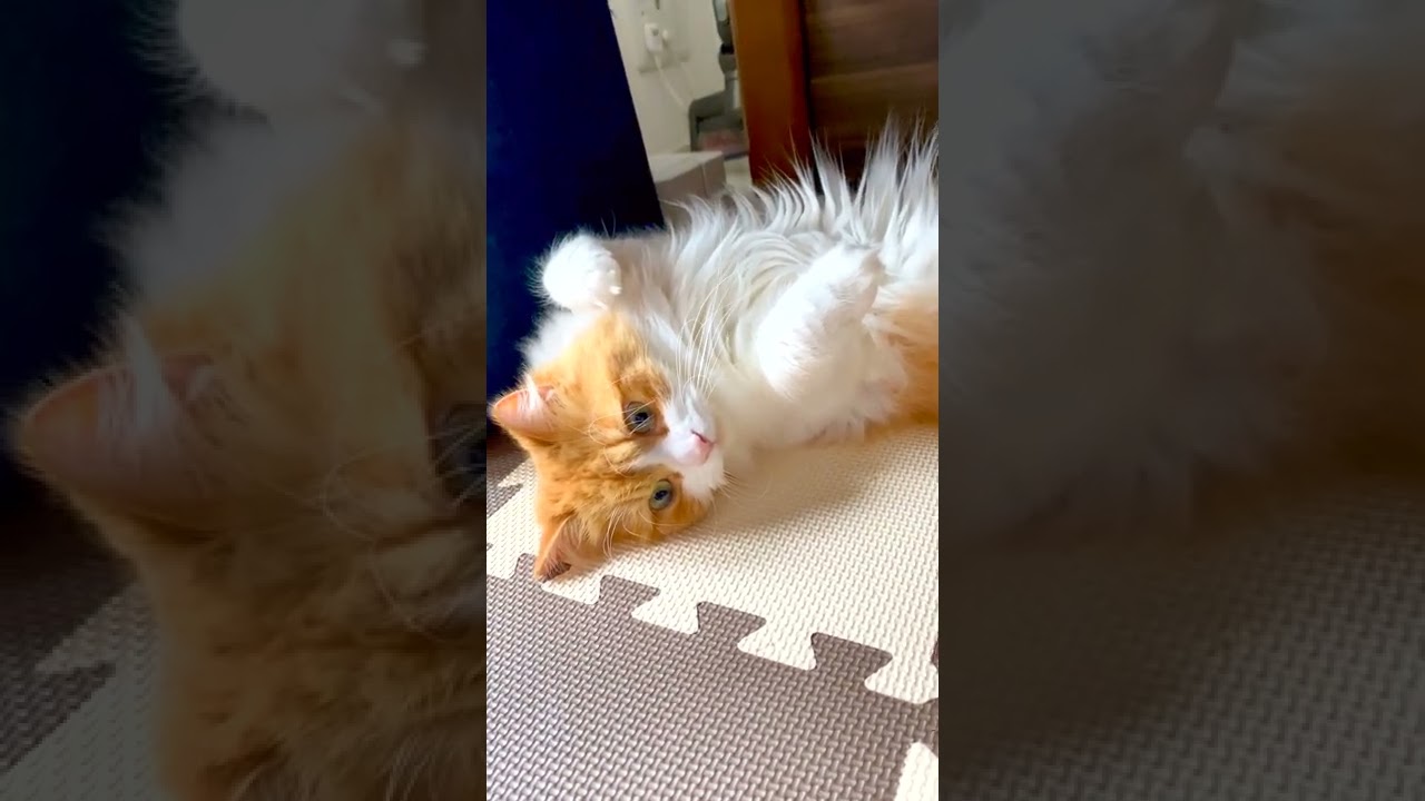 昼下がりのモフ猫［スコティッシュフォールド］ / CuteCat #Shorts​