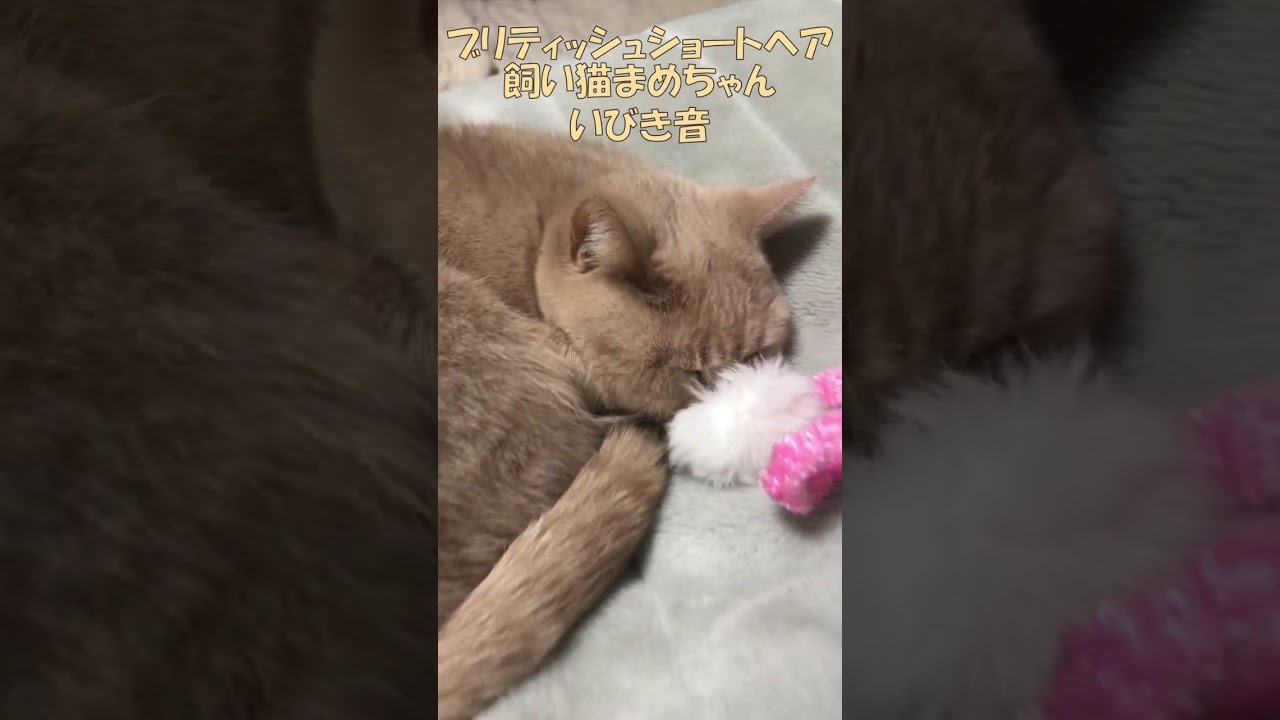 ブリティッシュショートヘア 飼い猫まめちゃん いびき音 #Shorts