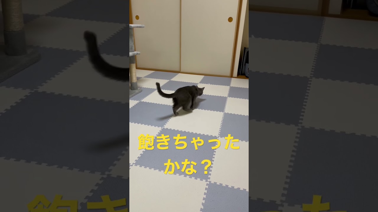 レーザーポインターに飽きた猫（ロシアンブルー）#shorts