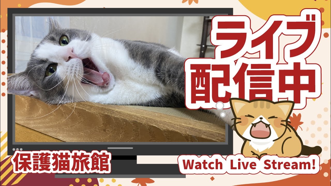 💖【看板猫日本一のおもち】💖２階猫のお部屋ライブ配信中💖