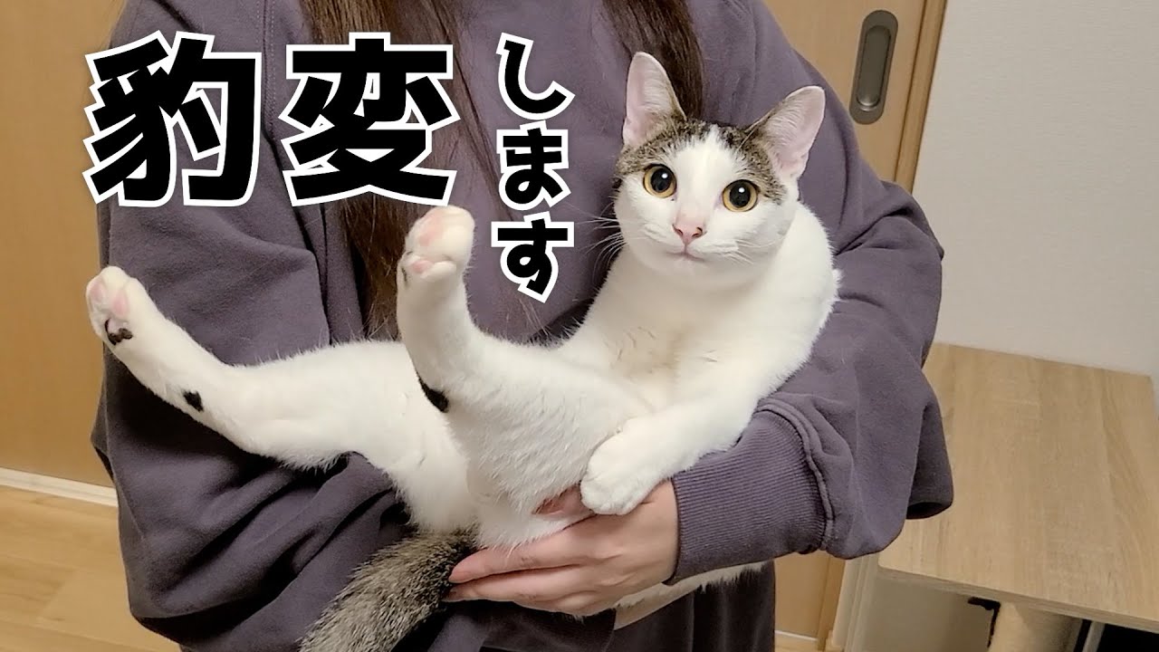 抱っこされた猫がいつも無心に○○するのはなぜ？猫の謎行動が可愛すぎる