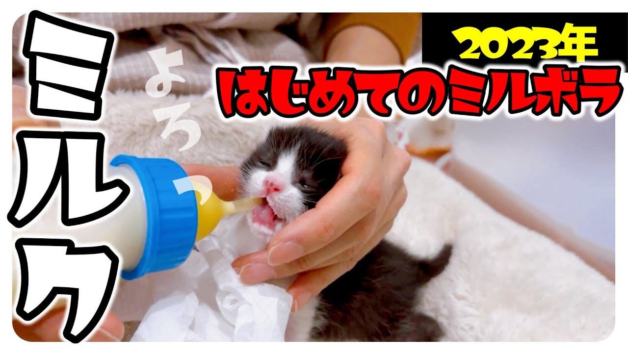 【2023年はじめての子猫ミルボラ】哺乳瓶の飲み方がわからにゃ～い【保護猫生活1日目】