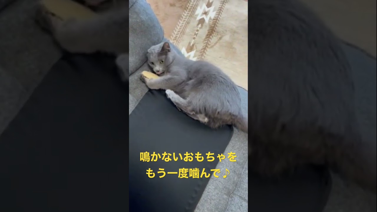 おもちゃと荒ぶる猫（ロシアンブルー）#shorts