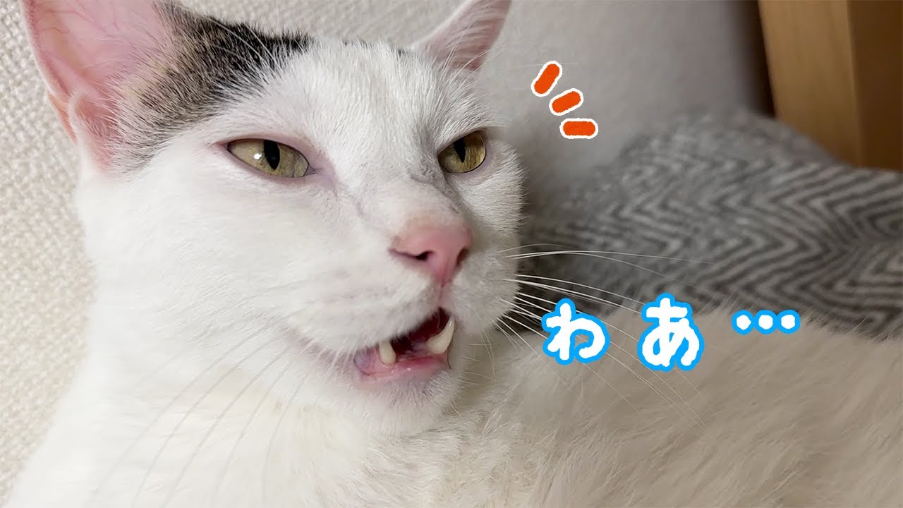 小声で話すと真似して小声になる猫チロさん