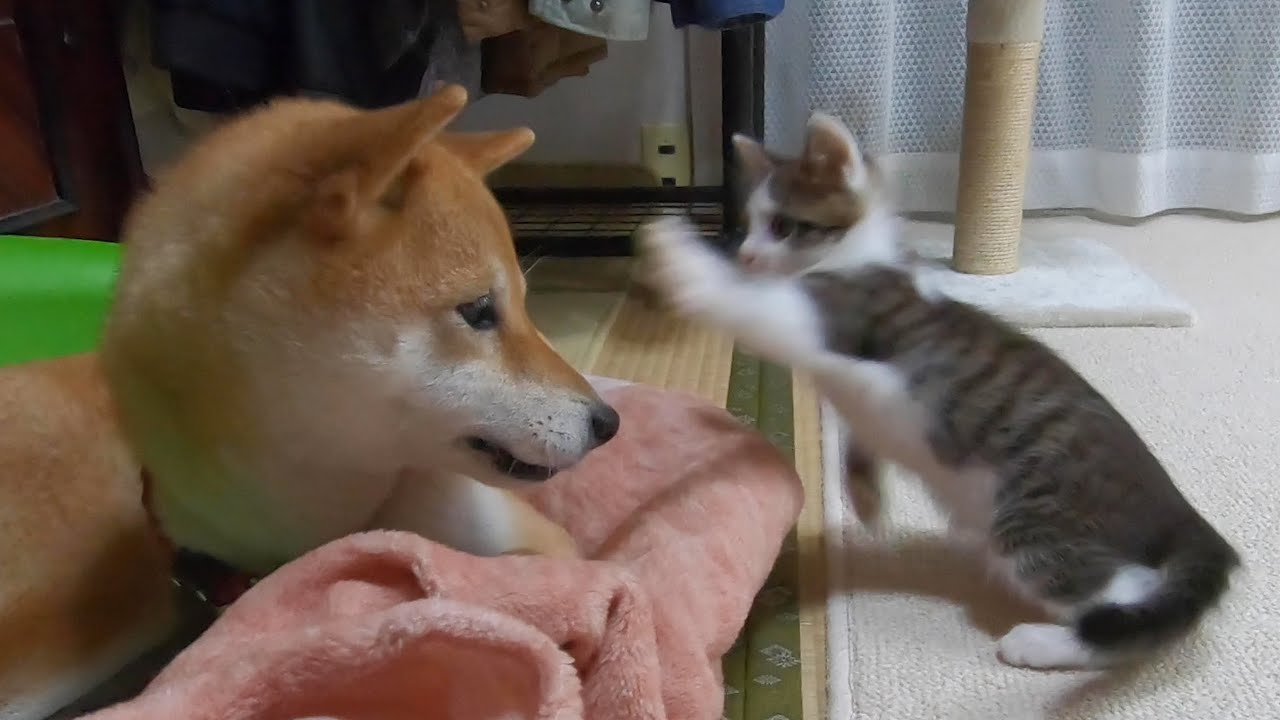 ケンカを売りまくる子猫と、優しい目で見る犬
