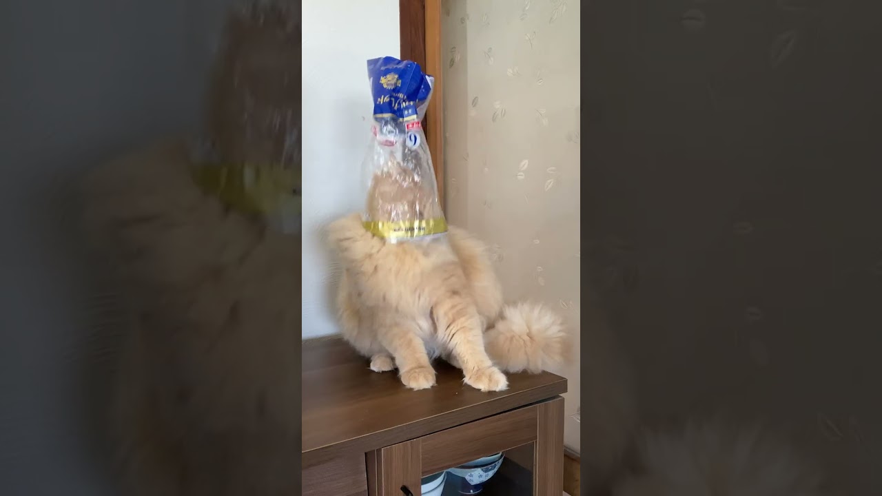 食パンの袋が！好奇心は猫をも…【サイベリアン・子猫】 #shorts