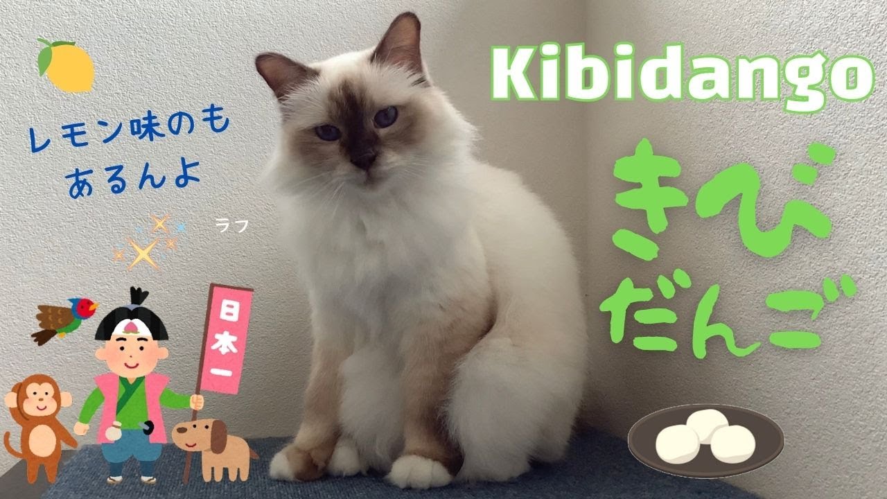 桃太郎のエネルギー源【きびだんご】Kibidango （バーマン猫）Birman/Cat