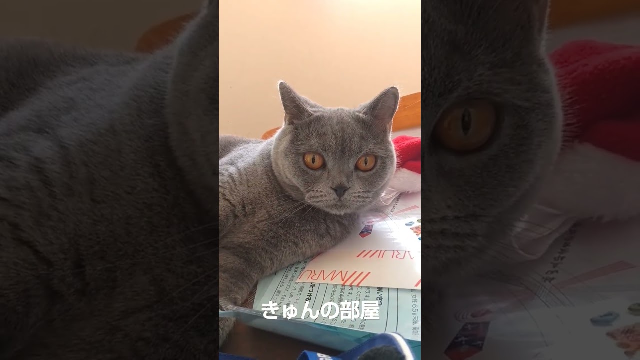 昼にゃんこ#ブリティッシュショートヘア #shorts #ねこ#猫 #cat