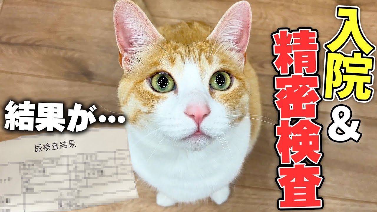 ぽっちゃり猫が半日入院して精密検査を受けた結果…